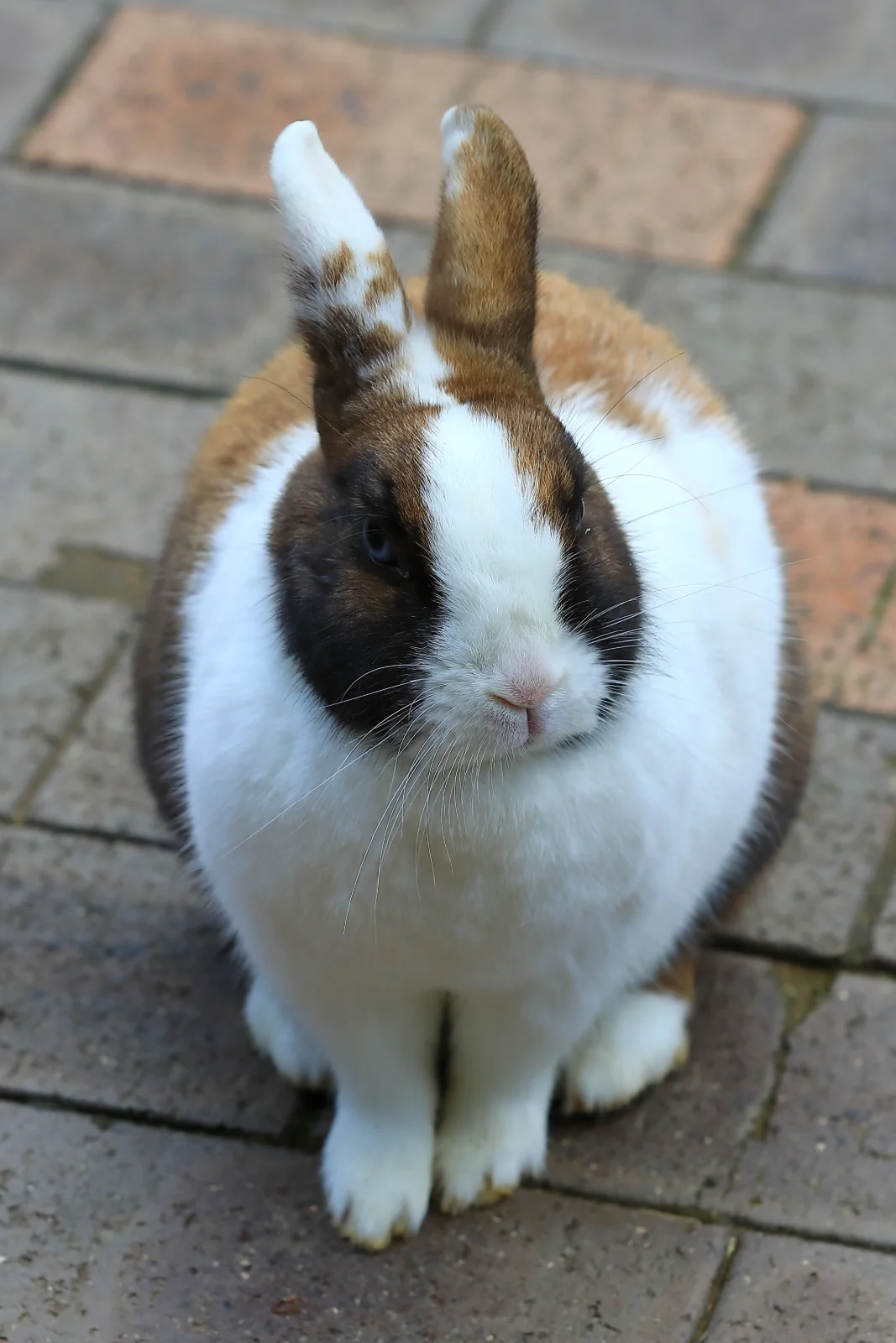 フォトギャラリー「ひじりちゃーんです」の画像