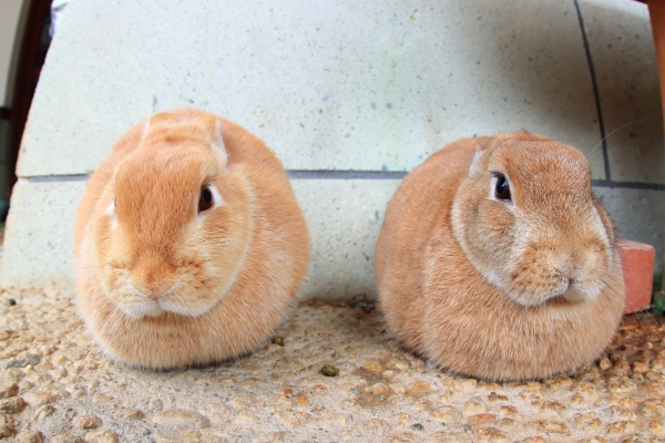 フォトギャラリー「仲良しうさぎ」の画像