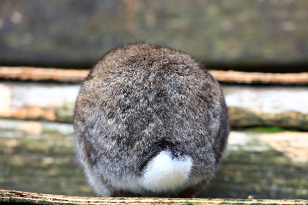 うさぎのベストショット:お尻♡