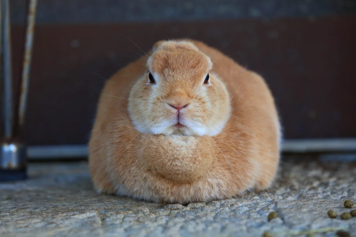 うさぎのベストショット:ででーん!