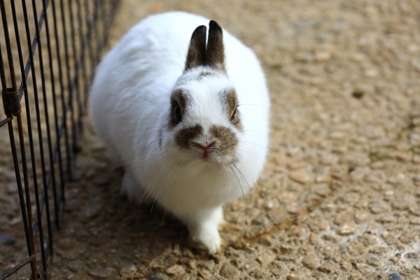 うさぎのベストショット:つくしちゃん