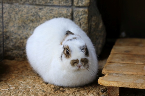 うさぎのベストショット:つくしちゃん 2