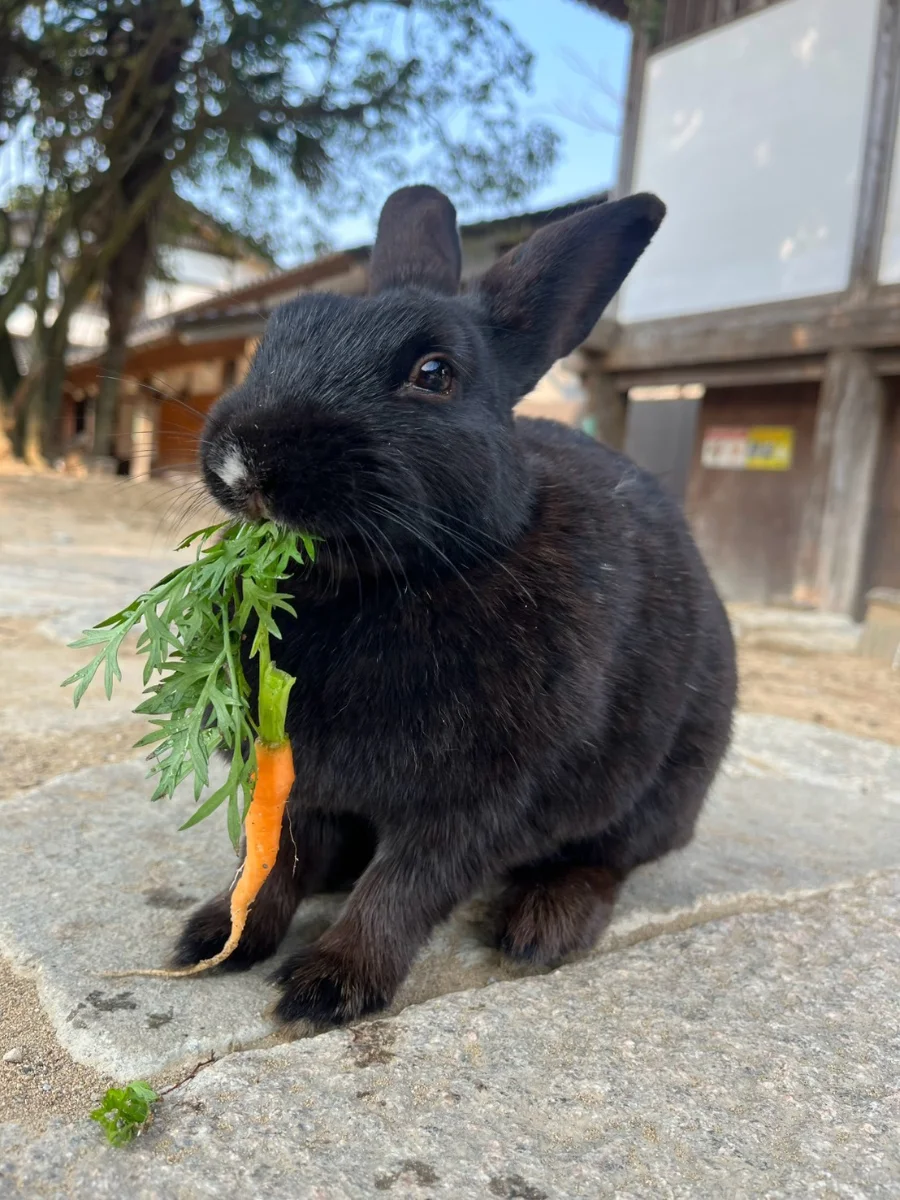 うさぎのベストショット:放課後の人参タイム くろちゃん❣