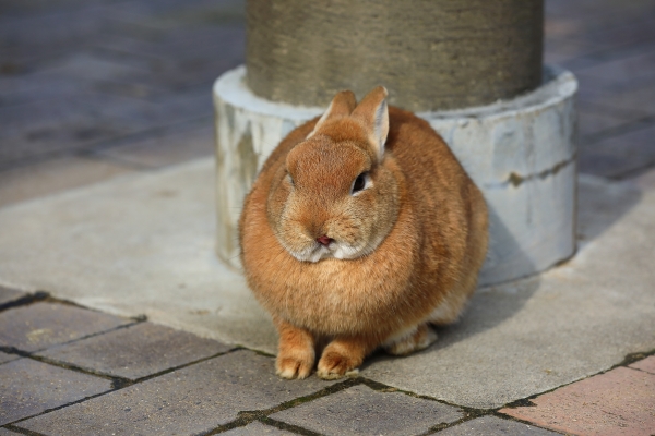 うさぎのベストショット:ペロっ