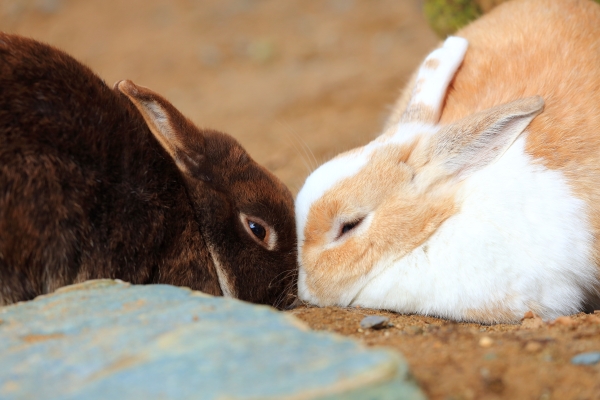 うさぎのベストショット:顔つき合わせ