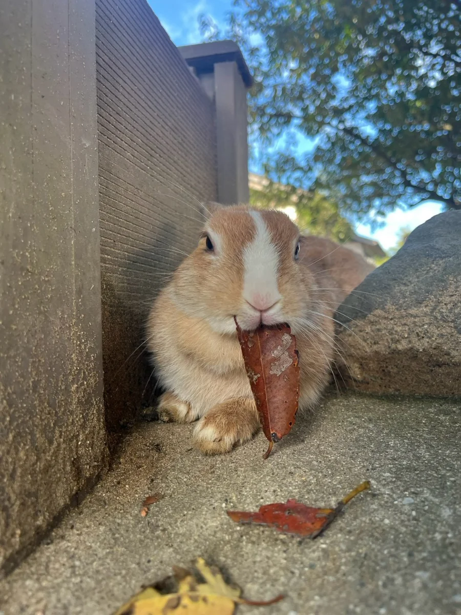 うさぎのベストショット:秋の葉っぱで秋を感じる(^^♪