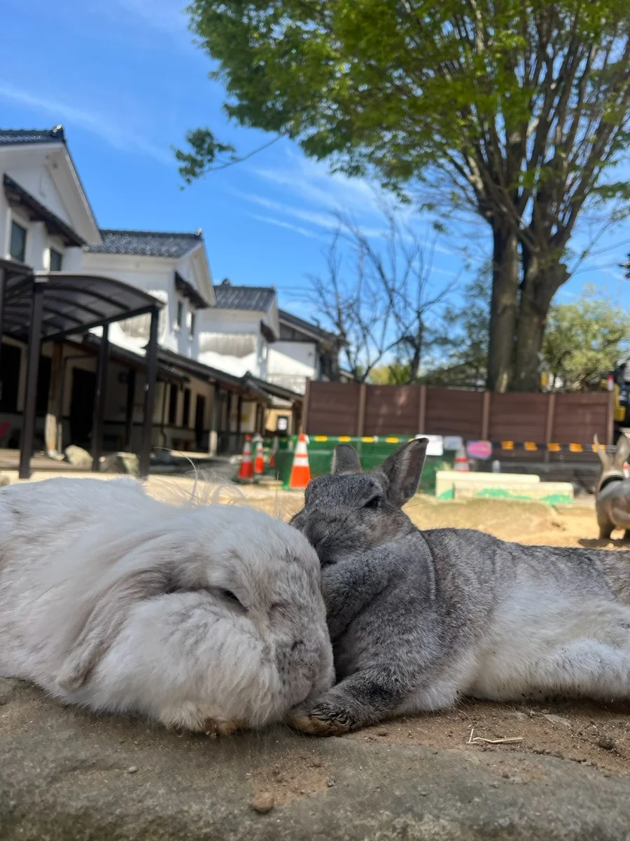 うさぎのベストショット:くっつくの大好きなの❤