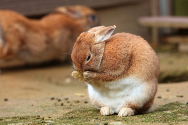 うさぎのベストショット:くしくし
