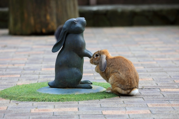 うさぎのベストショット:作品とうさぎ
